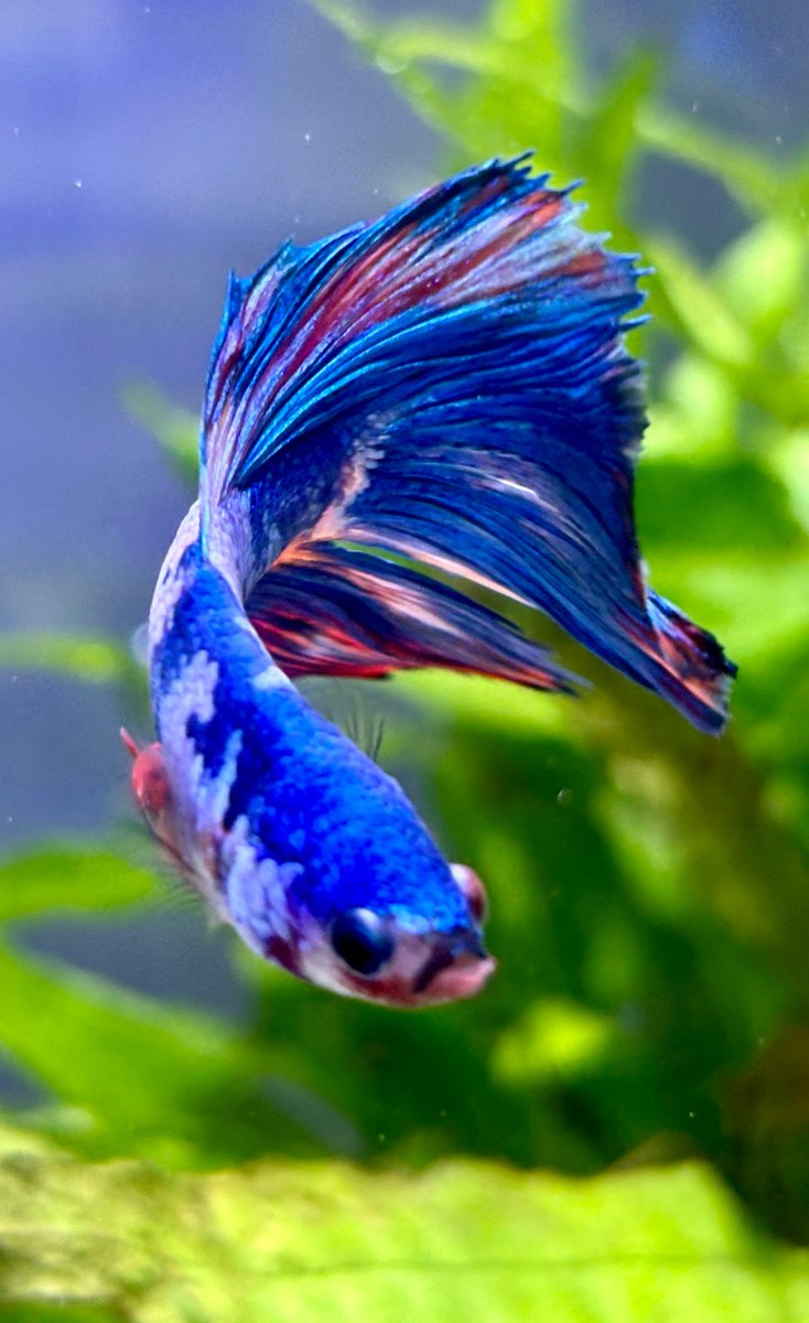 My name is Claude and when I swim I sparkle bright and splay my fins But if my Mum begins to speak I flare at her! And puff my cheeks