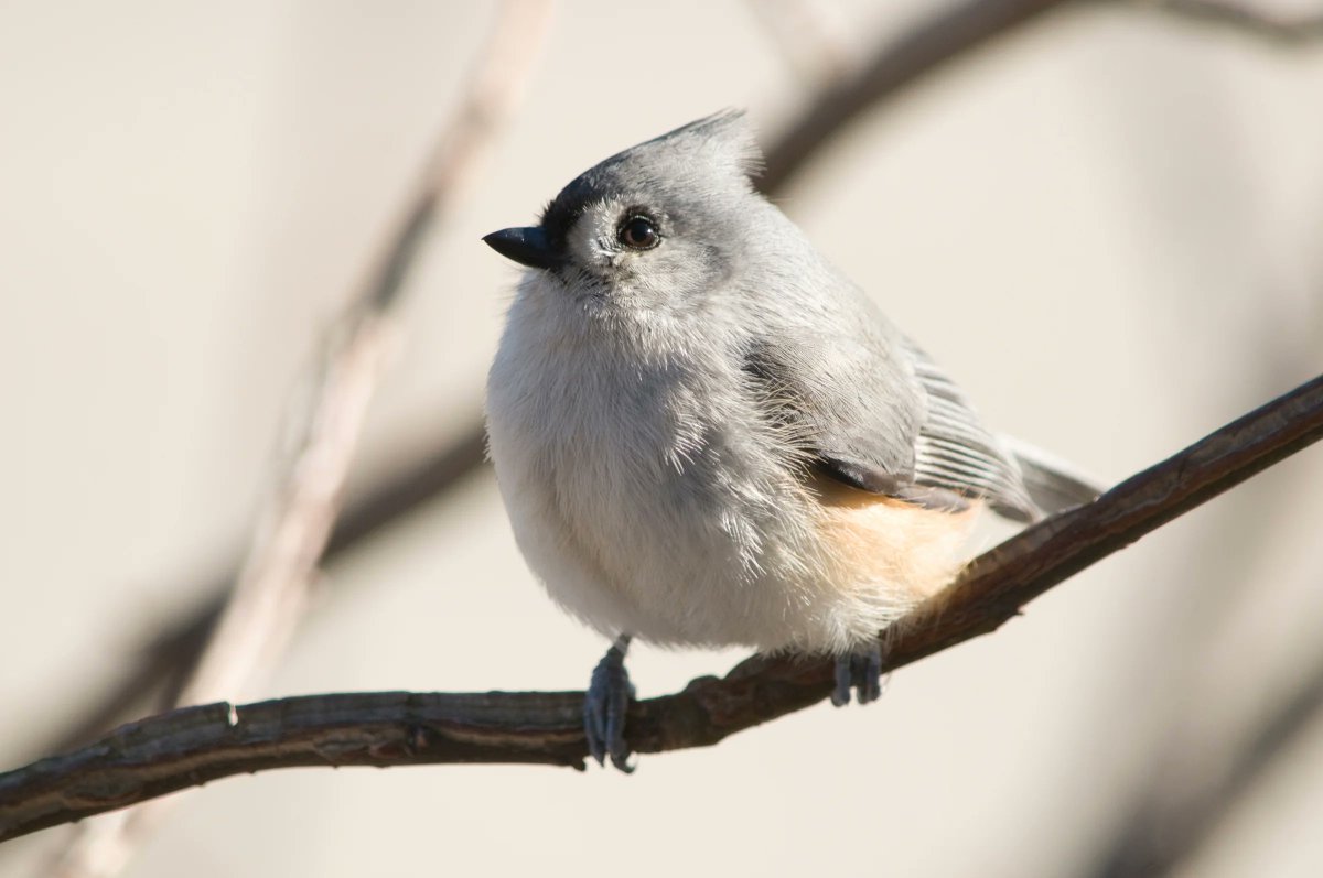 another bird i love is this one!! not migratory, but perfect. no explanation needed. tufted titmouse! i'm obsessed birds with crests!! (quails obviously fit in)