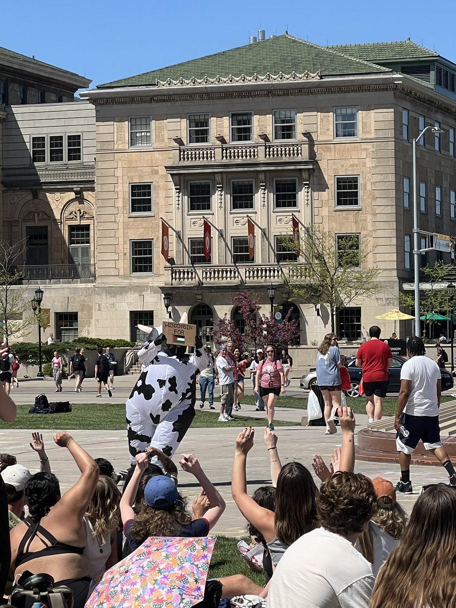 The skateboarding cow with a “Wisconsin for Palestine” sign was a local celebrity today at Library Mall