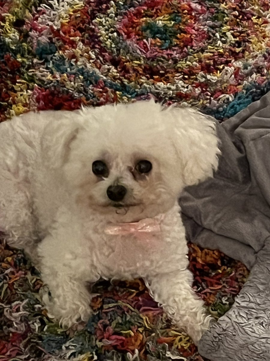 It's me Gabby & I'm back! This time I'm alone - my sister Mayzie was too naughty on her last visit to Camp Stein. It's a vacation for me; I'm too old for all that puppy play. @inpamskitchen it's time to make me treats! XO Gabby #dog #dogs #dogsitting