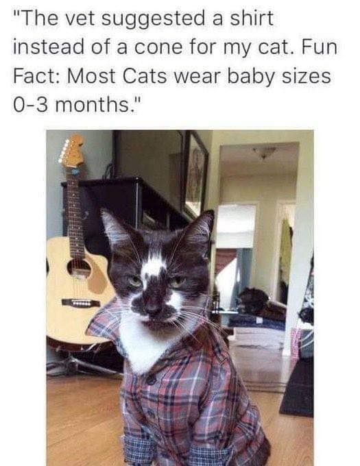 Pepper would love this. 😾👕