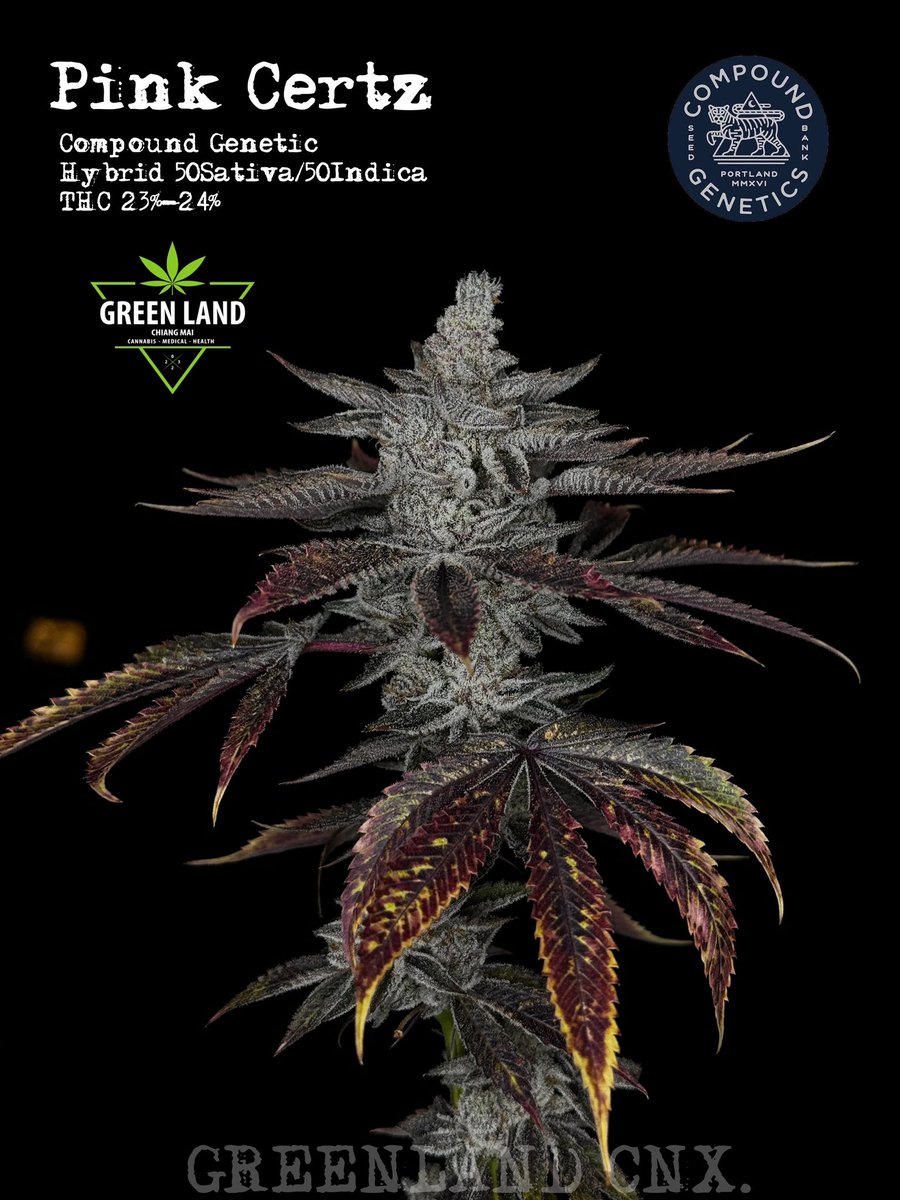 รอบนี้ภูมิใจนำเสนอมากครับ ถ่ายรูปออกมาอย่างสวย #cannabis #CannabisCommunity #Greenland #StonerFam #chiangmai #OG #กัญชาเชียงใหม่ #weedsmokers #กัญชา #เชียงใหม่