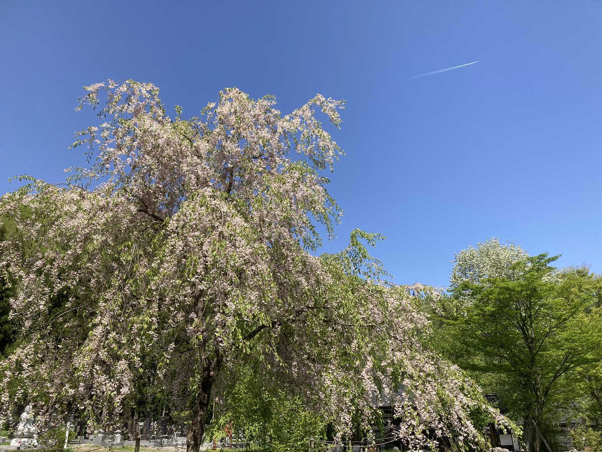 白馬にあるお寺
枝垂れ桜の根元に
まな板より小さな可愛らしい墓石
こんなところで眠れるのは良いですね