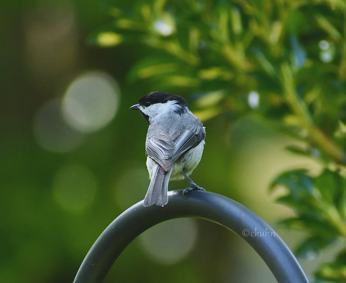 #FeatheredFriday #Birds #MyYardMyBirds #BirdTwitter #NaturePhotography #Nature