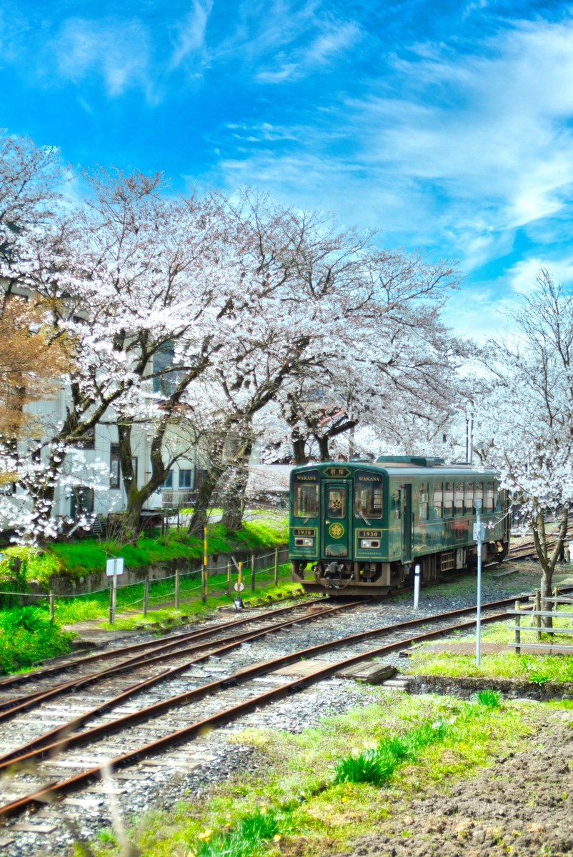 桜と列車、でございます。