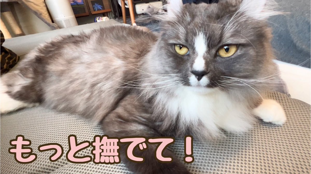 撫でるのをやめると目で訴えてくる猫
動画はコチラをタップ⬇️
youtu.be/ENC6jNxpFqE?si…
