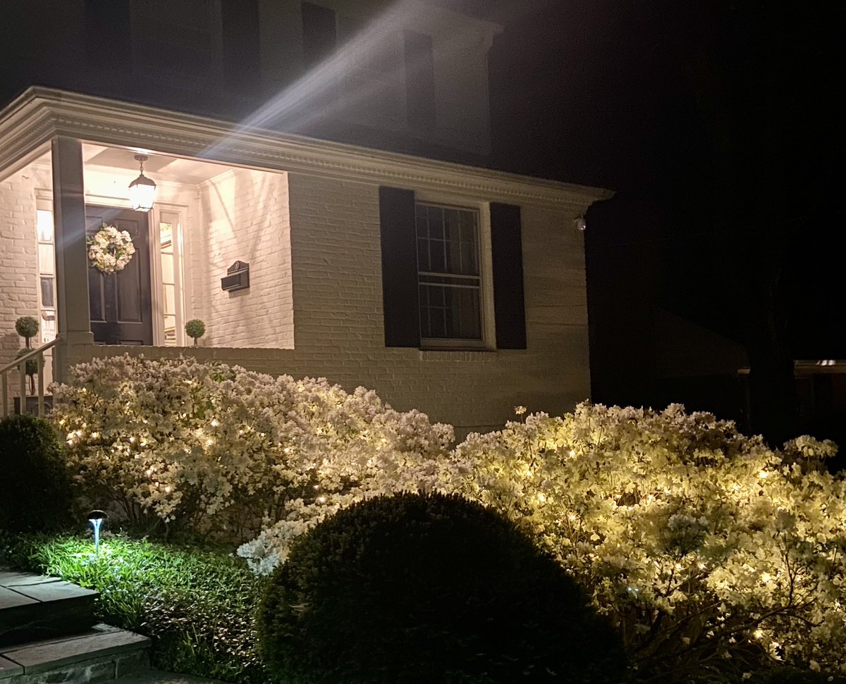 After Christmas, I left my faerie lights up on the shrubs. I’m lazy. Sue me lol. This week my white azaleas are in full bloom. Tonight my hubs was messing around out front. He had hooked the power cords back up and brought me outside so I could see the effect. I love this man!