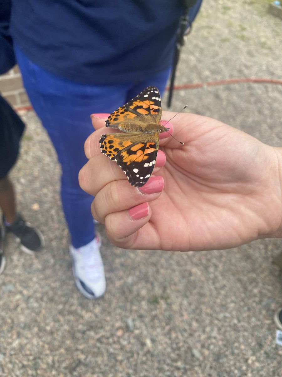 Kindergarten Butterfly Release Day! #CommunityGardenSeatack🌱 ⁦@SeatackDream⁩ ⁦@vbschools⁩ #lifecycles 🦋