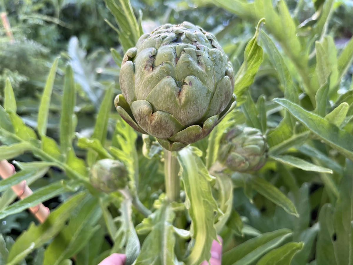 Artichokes are doing great! The 3 bigger ones are the size of baseballs now. ♥️☀️🌱⚡️