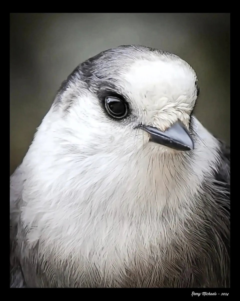 'NORTHERN FRIENDS' instagram.com/p/C4vFPjEACGQ/… #AlgonquinPark #CanadaJay #GrayJay #WhiskyJack #BirdPhotography #WildlifePhotography #OntarioParks #PicOfTheDay