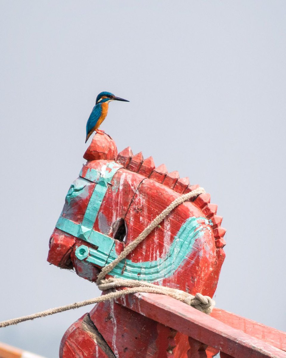 Common Kingfisher... King riding a royal red horse...

#Photography
#PhotoOfTheDay
#InstaPhoto
#PicOfTheDay
#CaptureTheMoment
#VisualArt
#PhotographerLife
#ArtOfVisuals
#Exposure
#VisualStorytelling
#PhotoLife
#ThroughTheLens
#Snapshot
#PerfectShot
#FocusOnTheGood
#Shutterbug