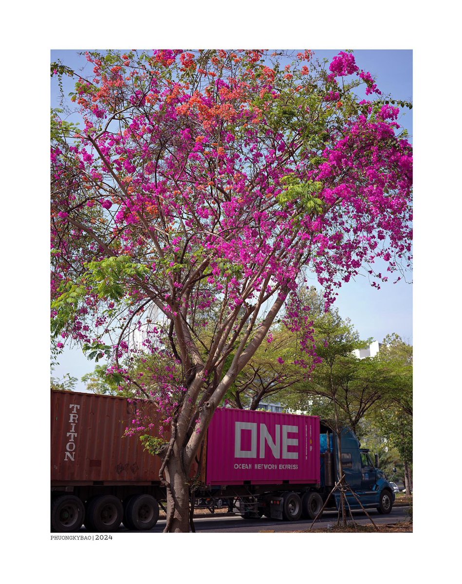 🚢ONE for the weekend: Shades of ONE in full bloom 🌈 Thank you to Huy from ONE Vietnam for capturing this beautiful sight in Ho Chi Minh City! 😍 Learn more about the different container equipment here: bit.ly/4aU1PXw #spottedONE #asONEweCan
