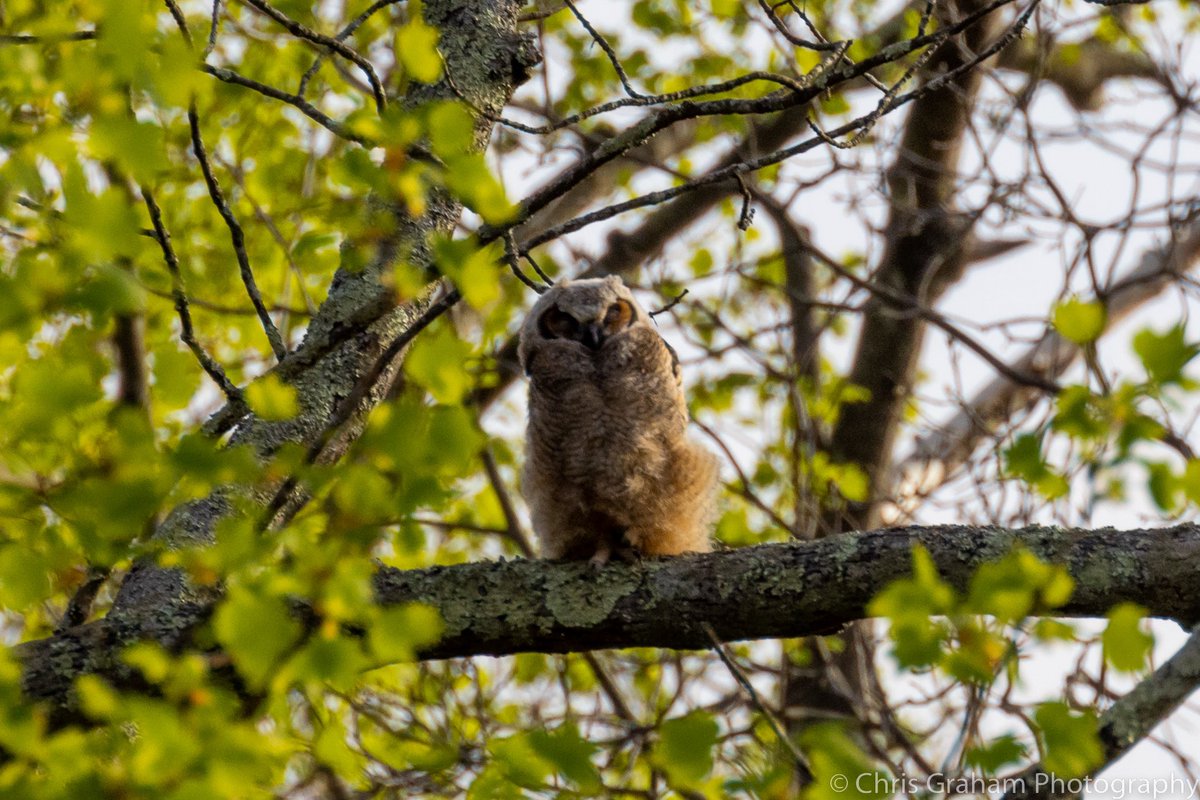 Went to visit an eagles nest tonight. It’s been taken over by a Great Horned Owl family. I timed it perfectly for dinner time with squirrel on the menu. #CTNatureFans