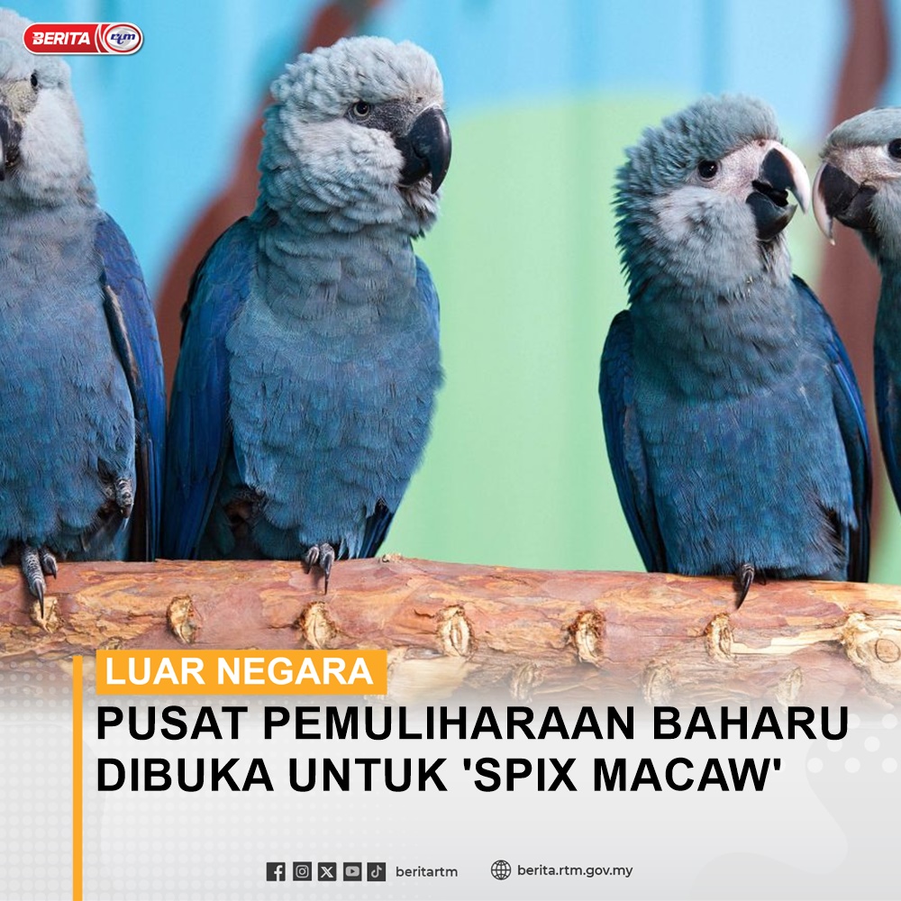 'Spix Macaw' juga dikenali sebagai macaw biru kecil, disenaraikan sebagai spesies terancam di Brazil

berita.rtm.gov.my/dunia/senarai-…

Malaysia MADANI : Tekad Perpaduan Penuhi Harapan

'Yang sahih di Berita RTM'
#RTM #BeritaRTM #MalaysiaMadani