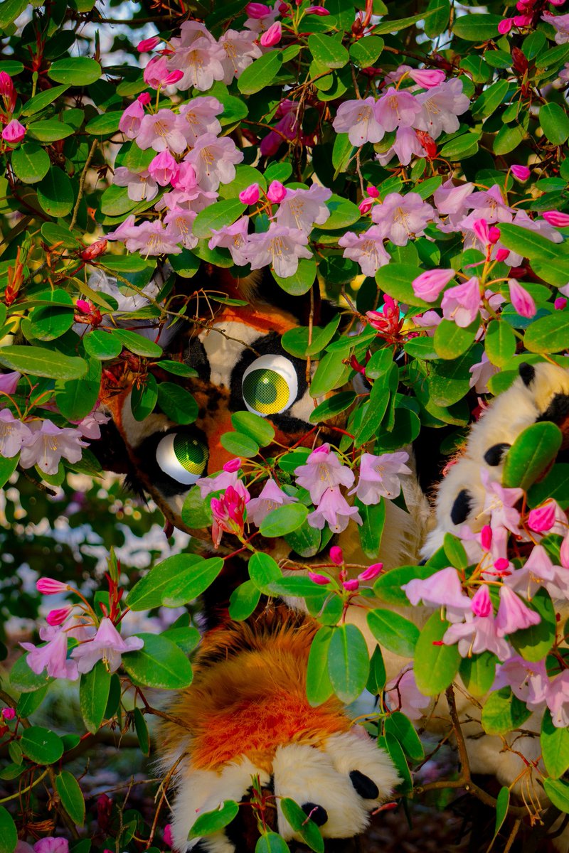 Lurking and ready to pounce!
#FursuitFriday