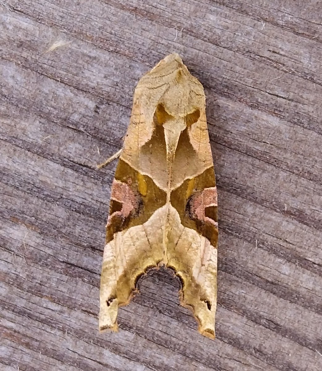 Least Dark Arches, Brindled Beauty, Muslin and Angle Shades among the moths from Stinchcombe Hill last night #GlosMoths