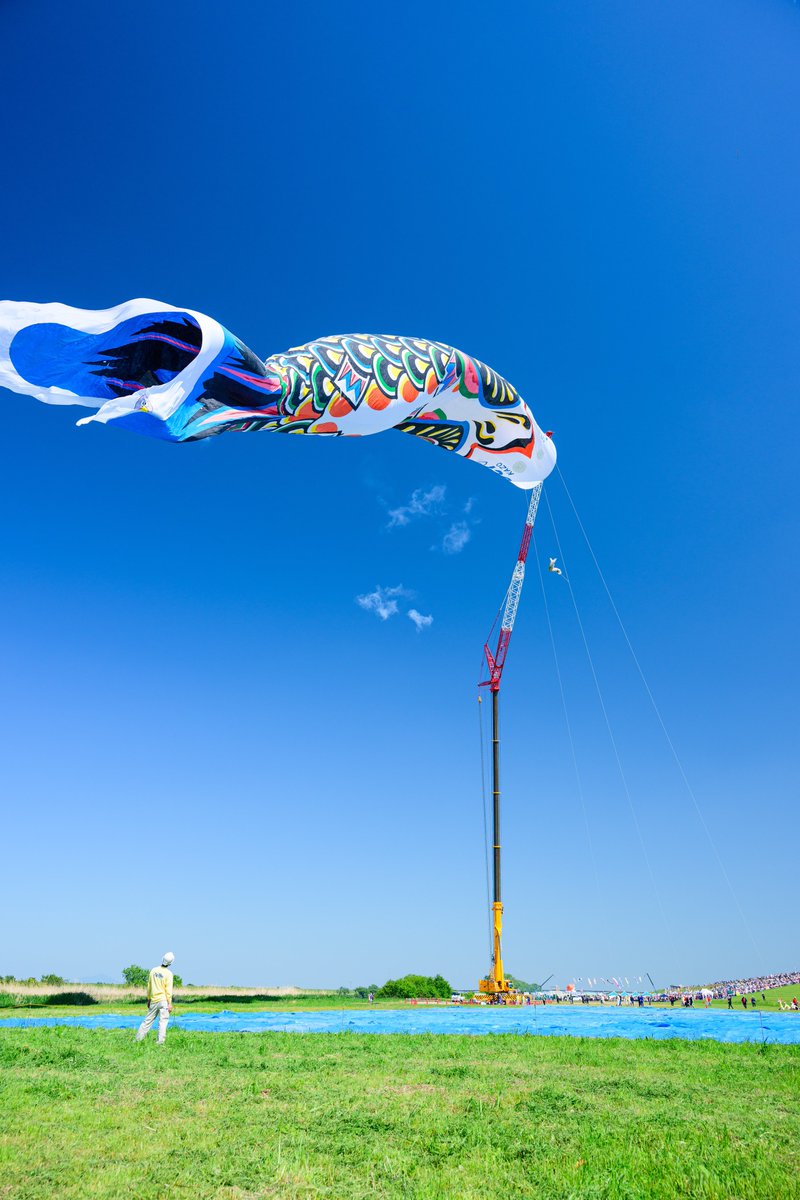 圧倒的な埼玉の巨大こいのぼり❗️ です‼️ 世界最大スケールのこいのぼりを、最高の空で撮ることができました❗️🎏