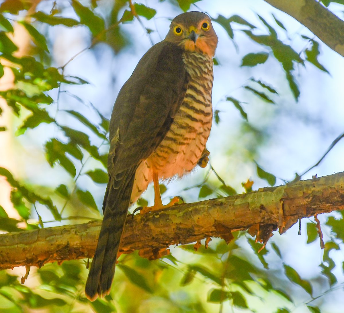 A rarely seen #Madagascar Sparrowhawk, my first, spotted at Ankarafantsika. My 🇲🇬 Bird of the Week. #BirdsSeenin2024 #birdsofprey