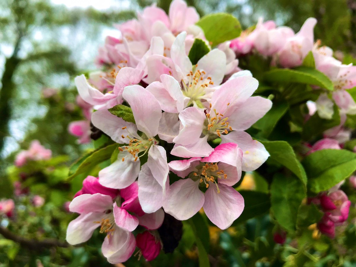 Pretty Apple 🍎 🩷 🍏 blossom time! Enjoy the weekend everyone #MayThe4th be with you ! #Maythe4thBeWithYou #ThePhotoHour #Blossom #AppleBlossom
