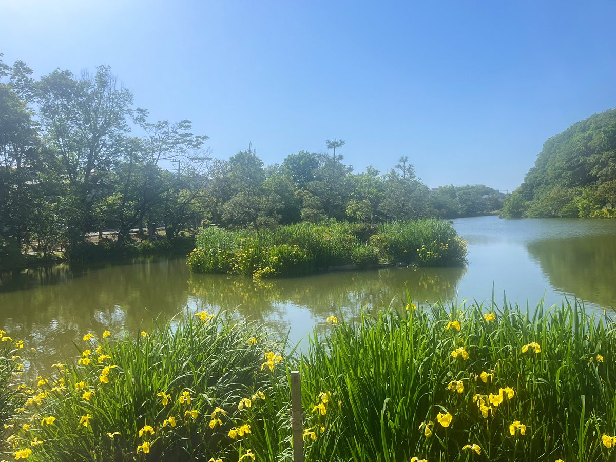 じゅん菜池をお散歩してオープンガーデンをふたつほど訪問。

お天気よくて風がさわやかでお散歩日和です✨

#いちかわオープンガーデン
#じゅん菜池
#市川散歩