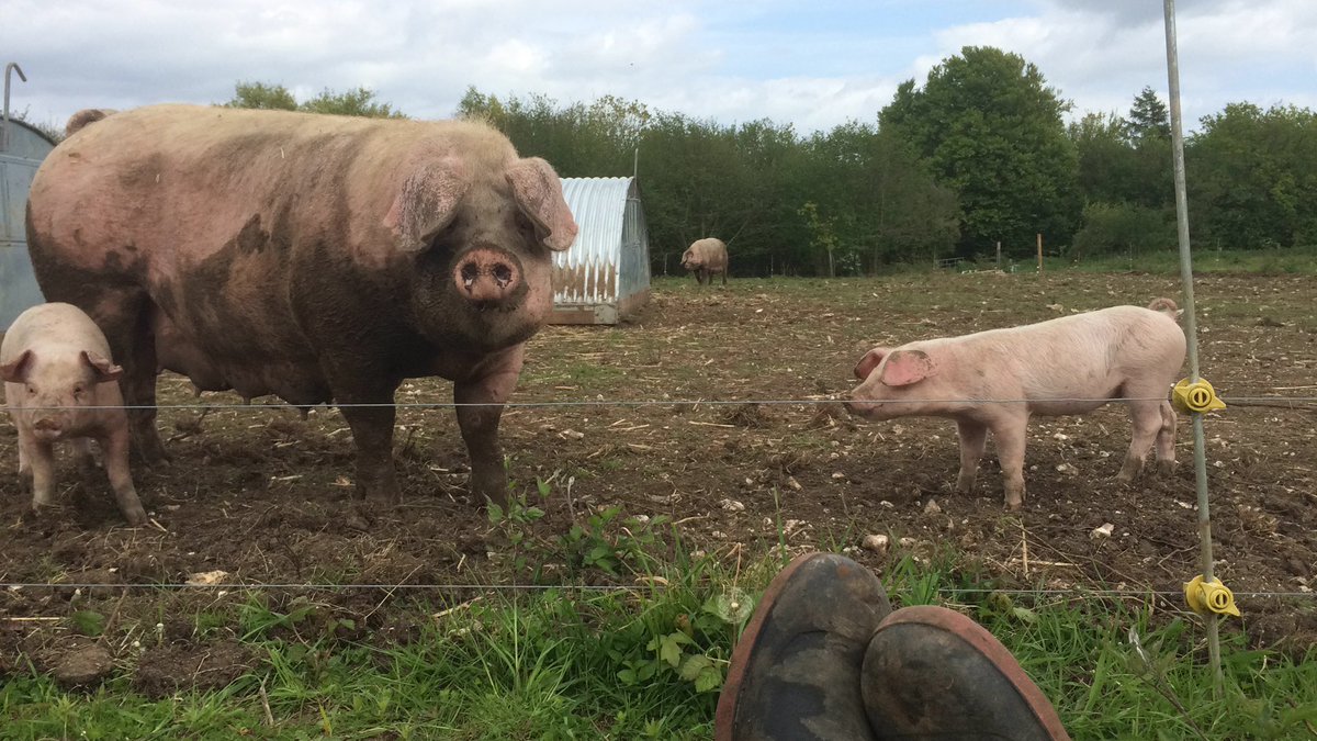 I bought two pigs with my student loan, becoming the first farmer in my family for a hundred years. Watching @JeremyClarkson Farm is bringing back all the memories, bad fencing, horrible weather and piglet problems 🐷🐖