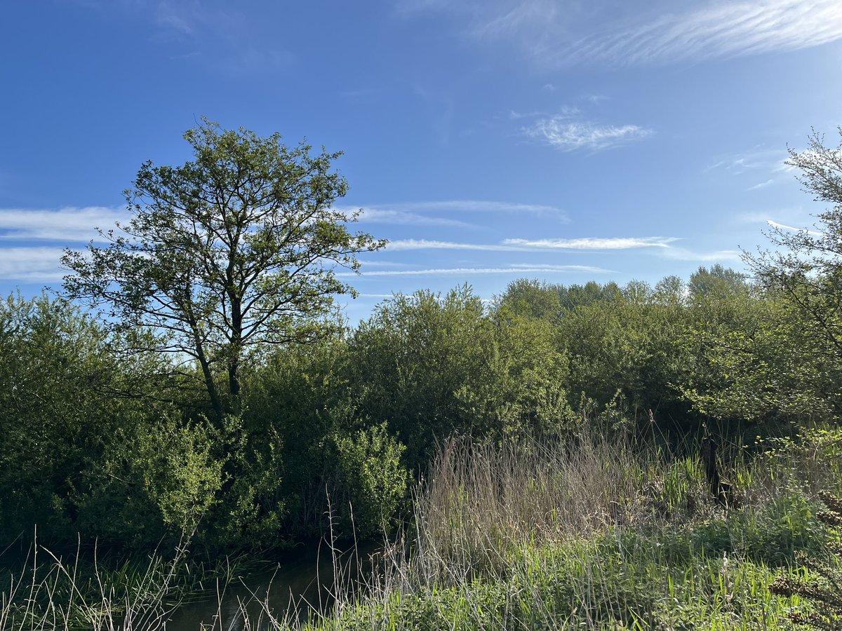 In early May 2020, in this very spot, I heard a wonderful friend had died of Covid. I say his name every time I pass. He’d have loved the sedge warbler, blackbird, song thrush and whitethroat singing just here and the reed bunting calling. Fondly remembered by many.