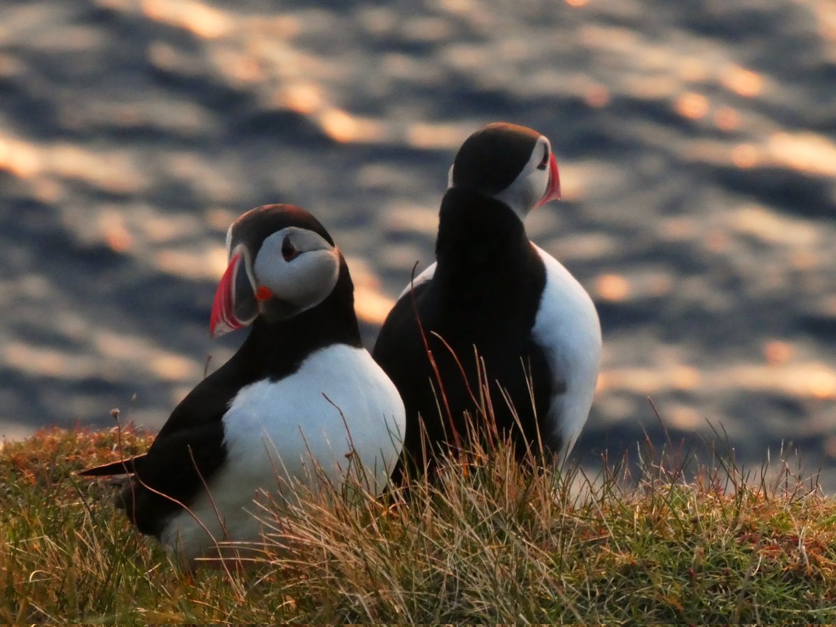 Puffins #Shetland