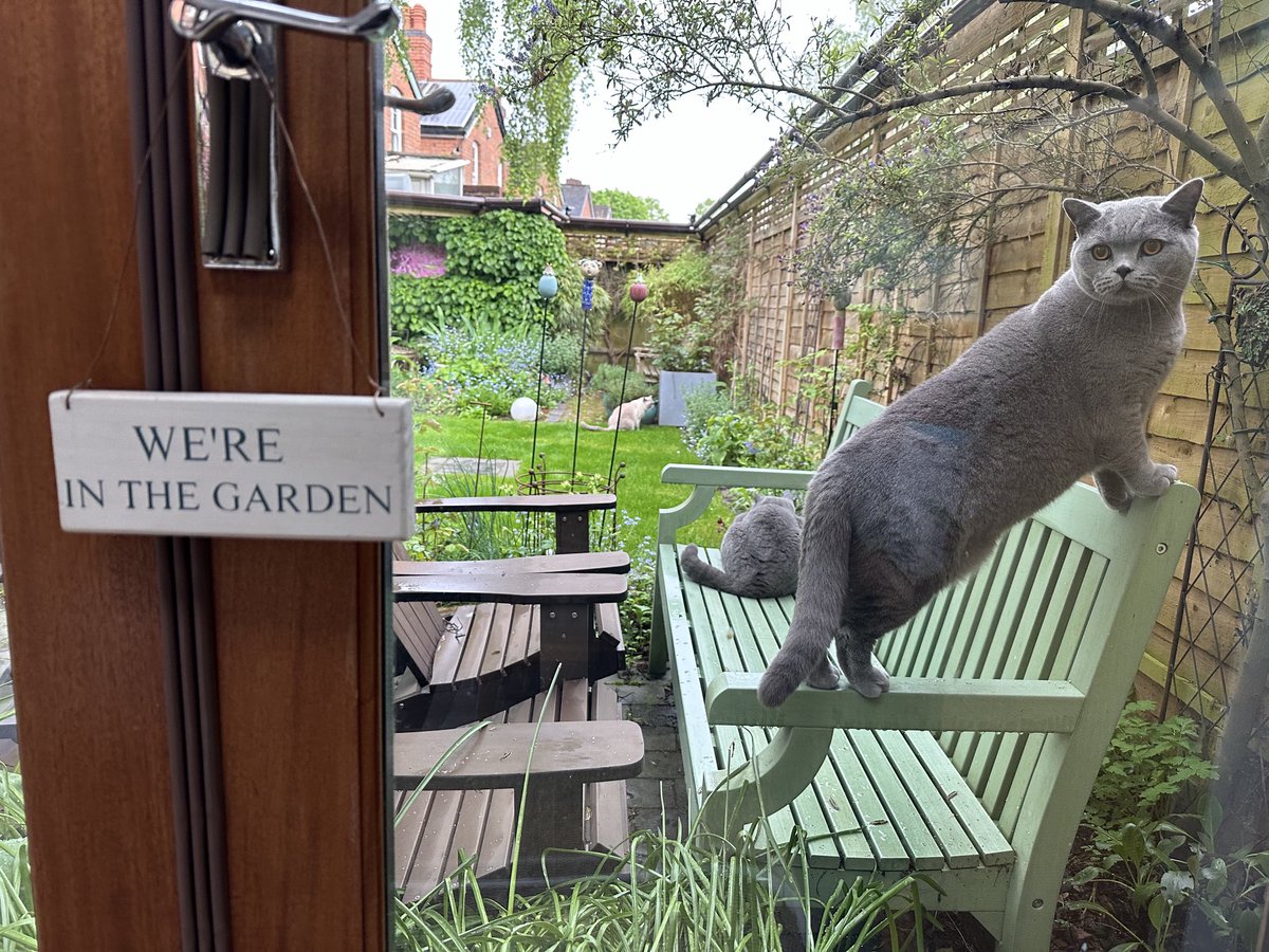 #Caturday early morning excursion to the wet #BlueBells garden #scientistcats #GeorgeAndClooney #TeddyBear