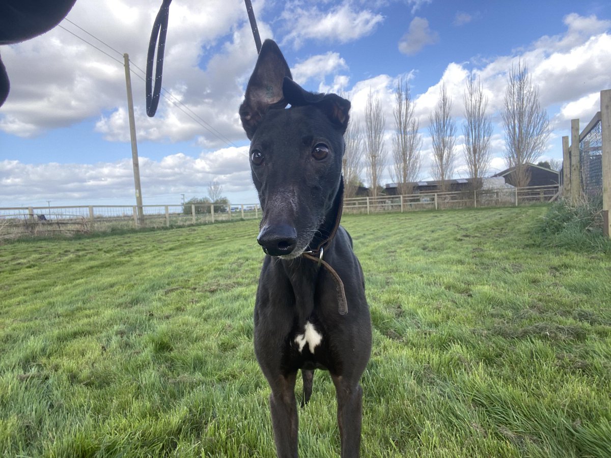 On Fri 3rd Grantstowncastle (Grant) went to a couple in Spalding. He is our 36th homing for the year and takes us to 2451 different greyhounds we've homed in total. Grant won 5 of 36 @PeterboroughDog then 10 of 90 races @HarlowDogs