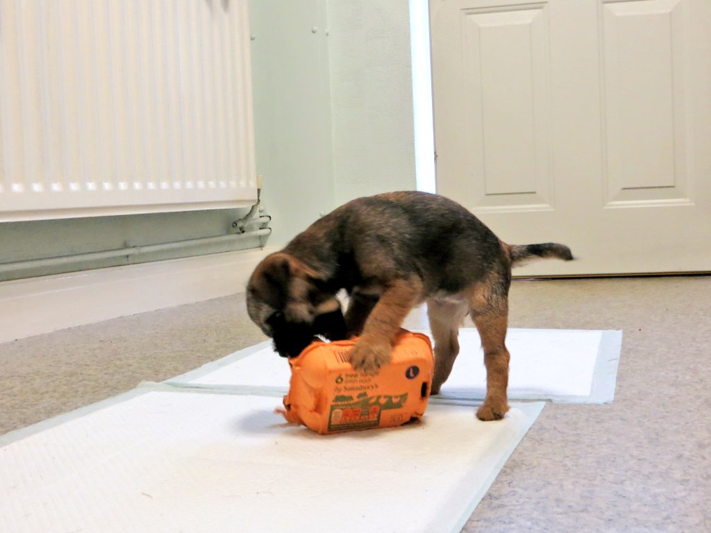 @MHHSBD #MHHSBD Day 4. Of the random word challenge is EGG. As its Heidi's 9th Birthday in exactly 1 week's Time-r ⏳️ (see what I did there? 😜). I thought I'd share a picture of her when she was 9 weeks old, and not much bigger than an egg box! 🥚🐕