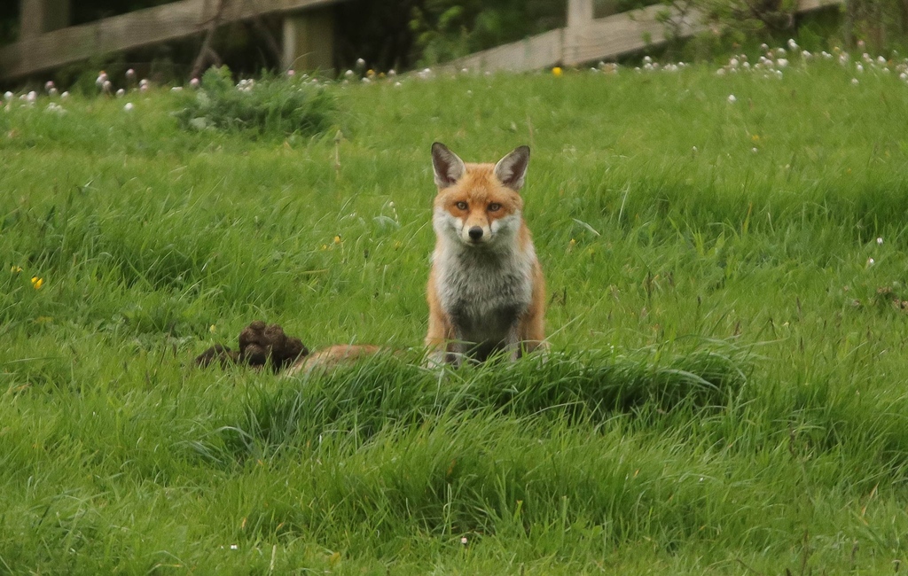 Being watched . . . #FoxOfTheDay from @thurrock0rob
