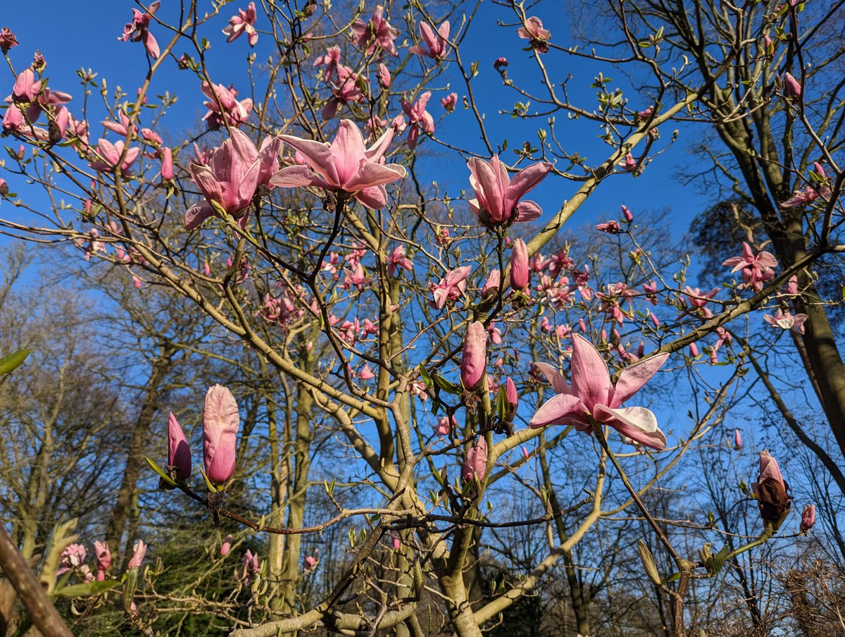 The force is strong with this one... ...by which we mean this magnolia 'Star Wars' showed off its stuff @DunhamMasseyNT. #MayTheForthBeWithYou #BlossomWatch