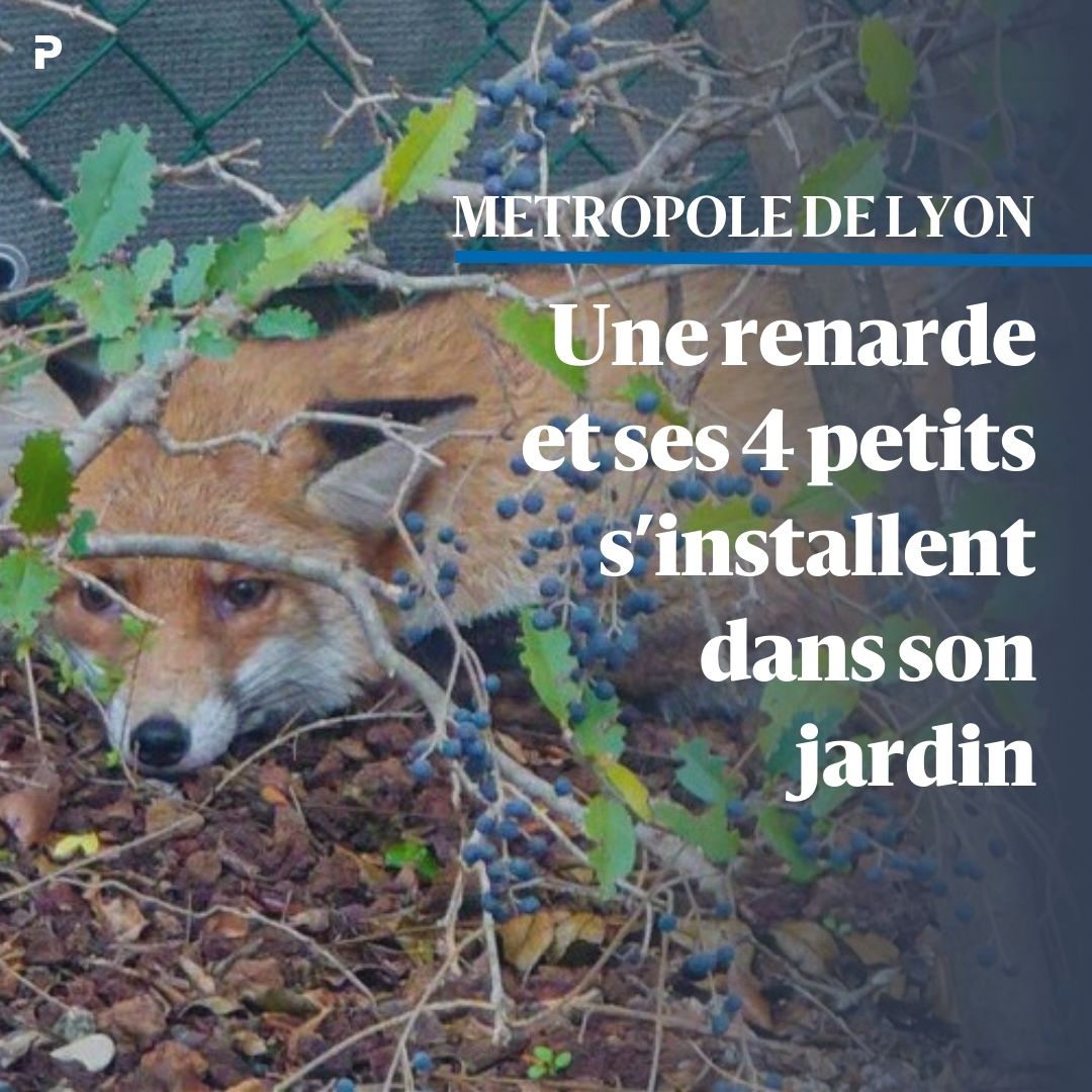 👀Observer des renards dans les grandes villes n’est plus un phénomène marginal.
🦊A #Caluire, près des berges du Rhône, une renarde et ses quatre petits ont été vus sur un terrain privé et vivent tranquillement leur vie sans embêter personne.
« C’est à la fois impressionnant et…