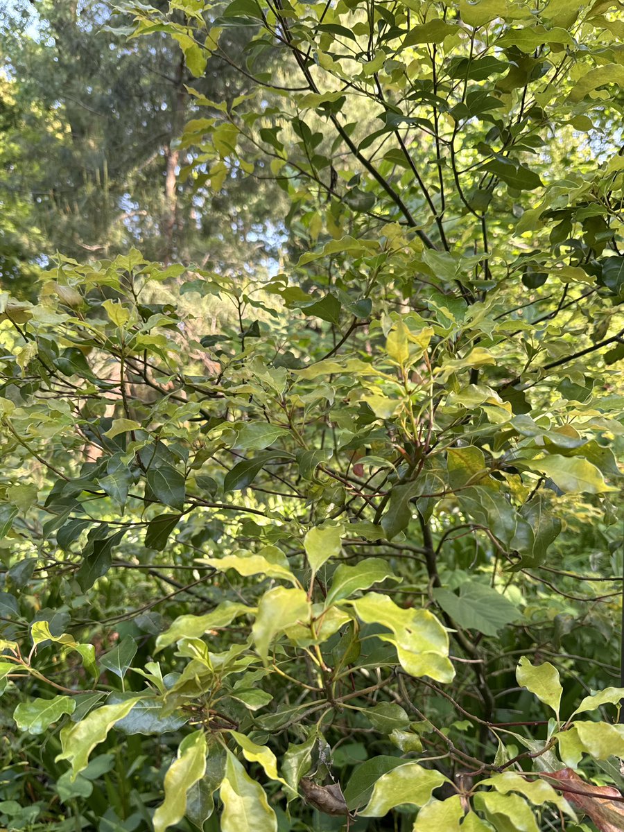 このいもちゃんってビロードハマキの可能性ある！？2枚目の木にいたんだけど植物の種類もわからず… #教えて虫の人