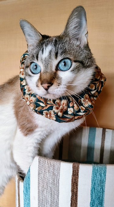 「青い眼 猫」のTwitter画像/イラスト(新着)