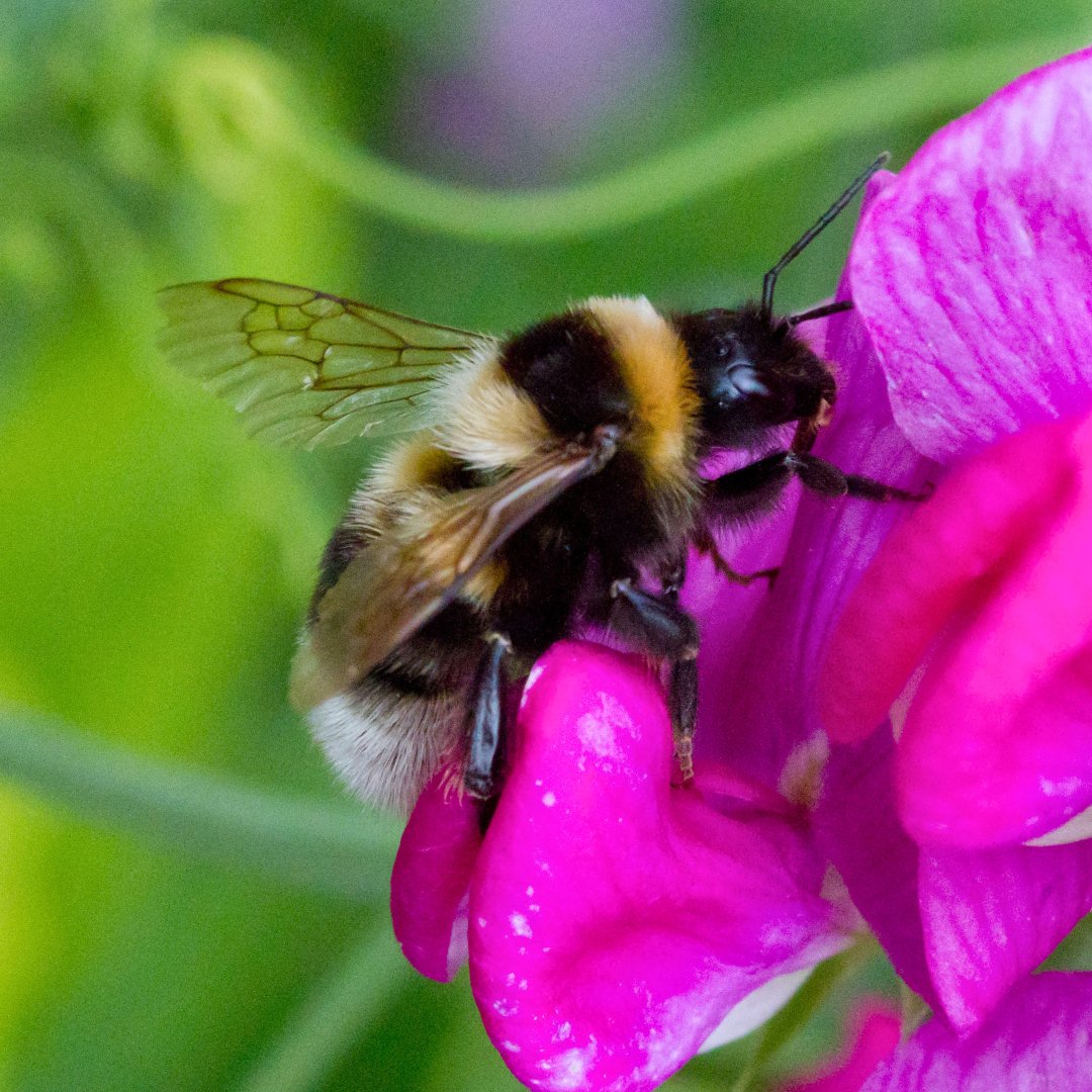 Some Ruderal bumblebees join the dark side 🔴 Others join the light side – we like to call them Obee-Wan Kenobees 🔵 The difference in appearance is due to the increased production of the dark pigment (melanin) in the hair. #StarWarsDay #MayThe4thBeWithYou