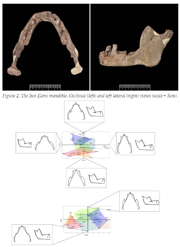 Really nice study of the Late Pleistocene #IwoEleru mandible from #Nigeria by Katerina @Harvatilab_tue @ChrisStringer65 & Caleb Adebayo Folorunso, with insights into hybridisation processes paleoanthropology.org/ojs/index.php/… #HumanEvolution #OpenAccess #PaleoAnthropology