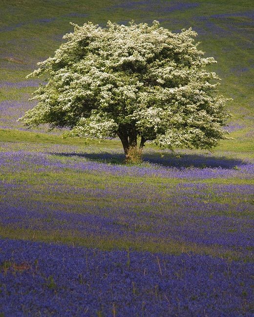 @ianarchiebeck Good morning from Couchistan ❣️