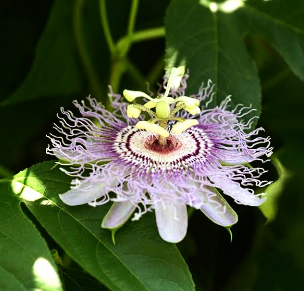 @Chrissy13308469 Passion flower for you🌿💫