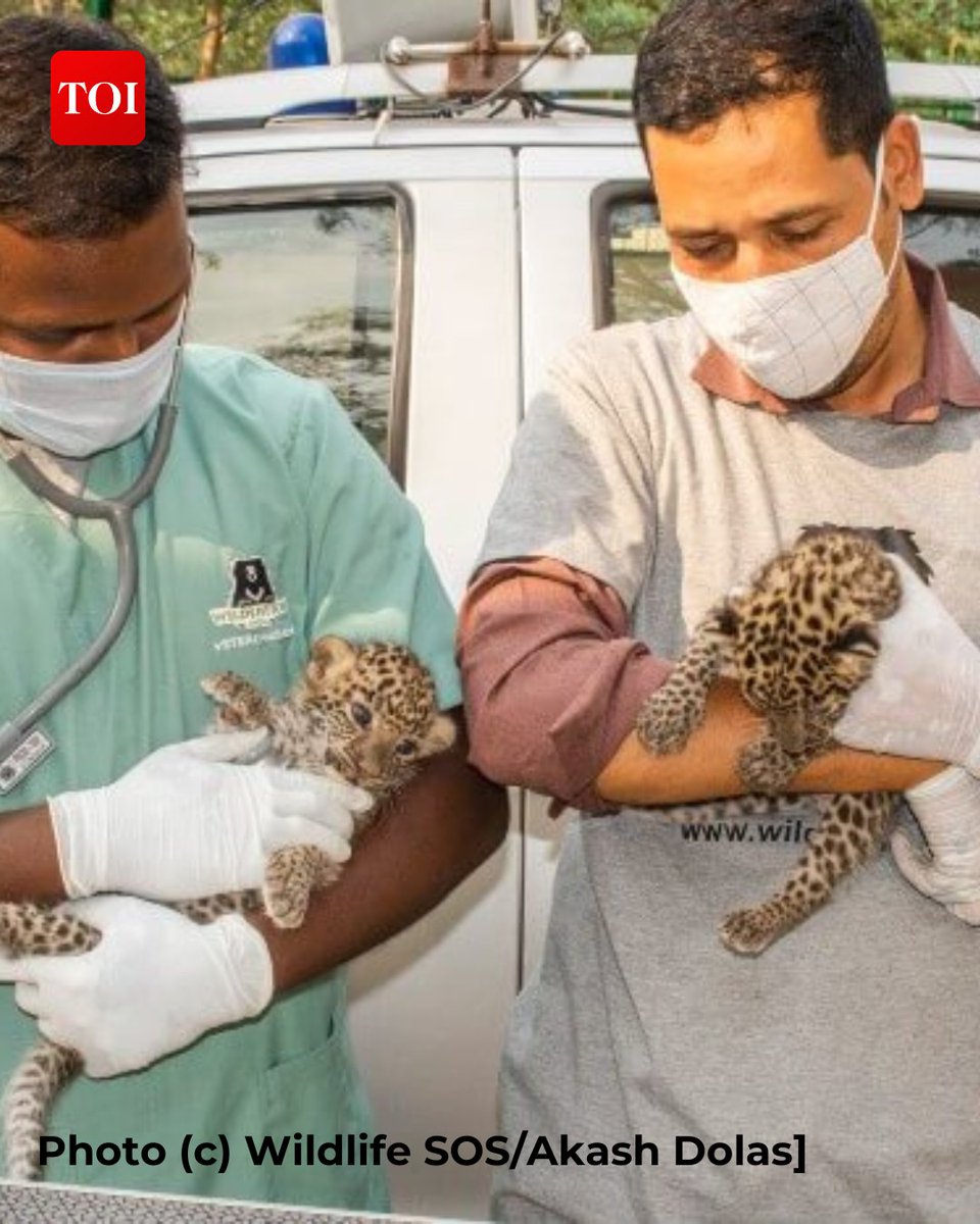 As the world celebrated #InternationalLeopardDay (ILD) on May 3, the state forest department & NGOs stood proud for having reunited 140 #leopard cubs with their mothers

NGO Wildlife SOS & the Maharashtra forest department have been jointly working to rescue these leopards &…