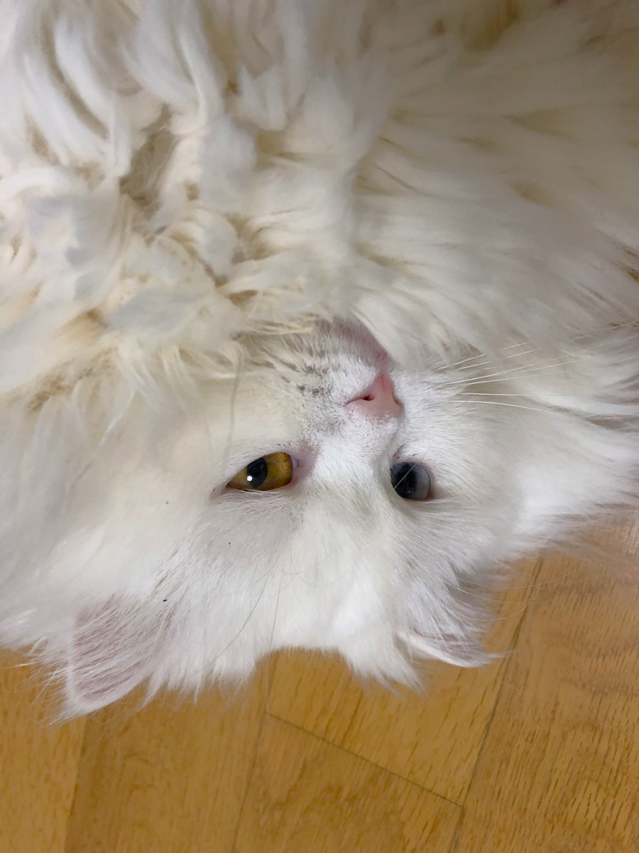 jujin1567809's tweet image. #猫 #고양이 #Cat