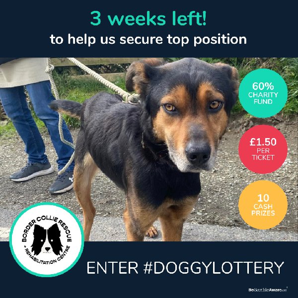 Help raise funds for Flour’s Vet Fees ➡️ £1.50 to enter (cancel at any time) ➡️ 60% goes to the charity fund ➡️ To enter, go to: doggylottery.co.uk UK only 18+ Ts&Cs apply The more votes we get, the bigger the share of the charity fund we will receive🤩 @DoggyWarriors