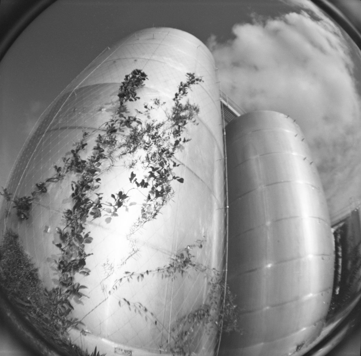 Siloed 🔭

#dianafplus #mediumformat #filmisnotdead #filmisalive #xp2super #ilford #c41 #blackandwhitephotograph #fisheye #Auckland #wynyardquarter #silo