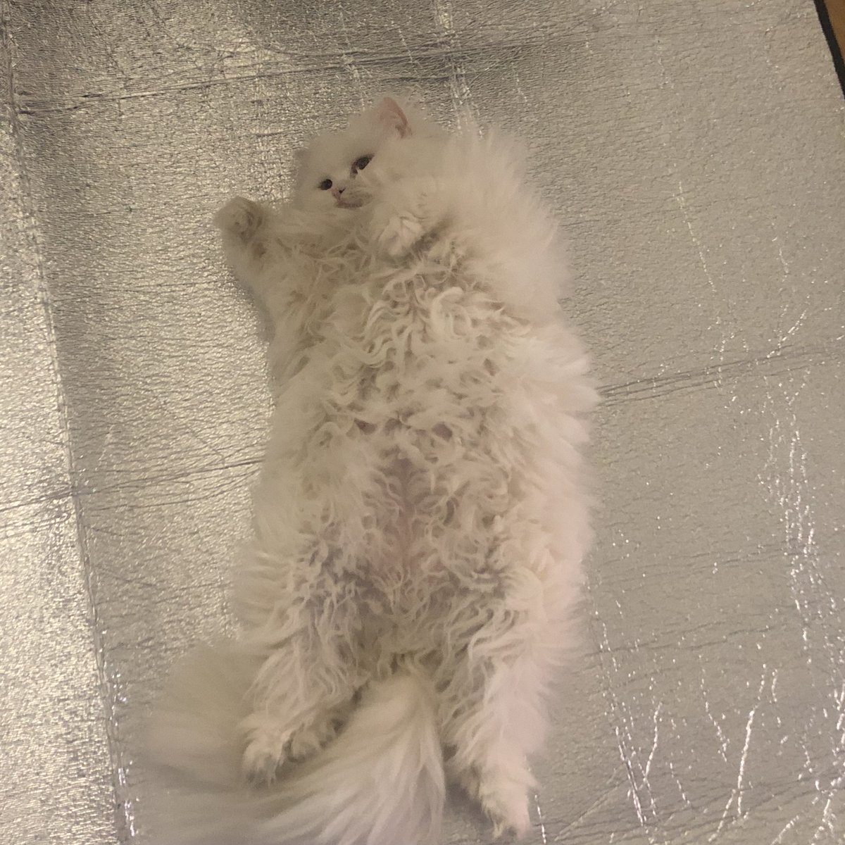 jujin1567809's tweet image. #猫 #고양이 #Cat