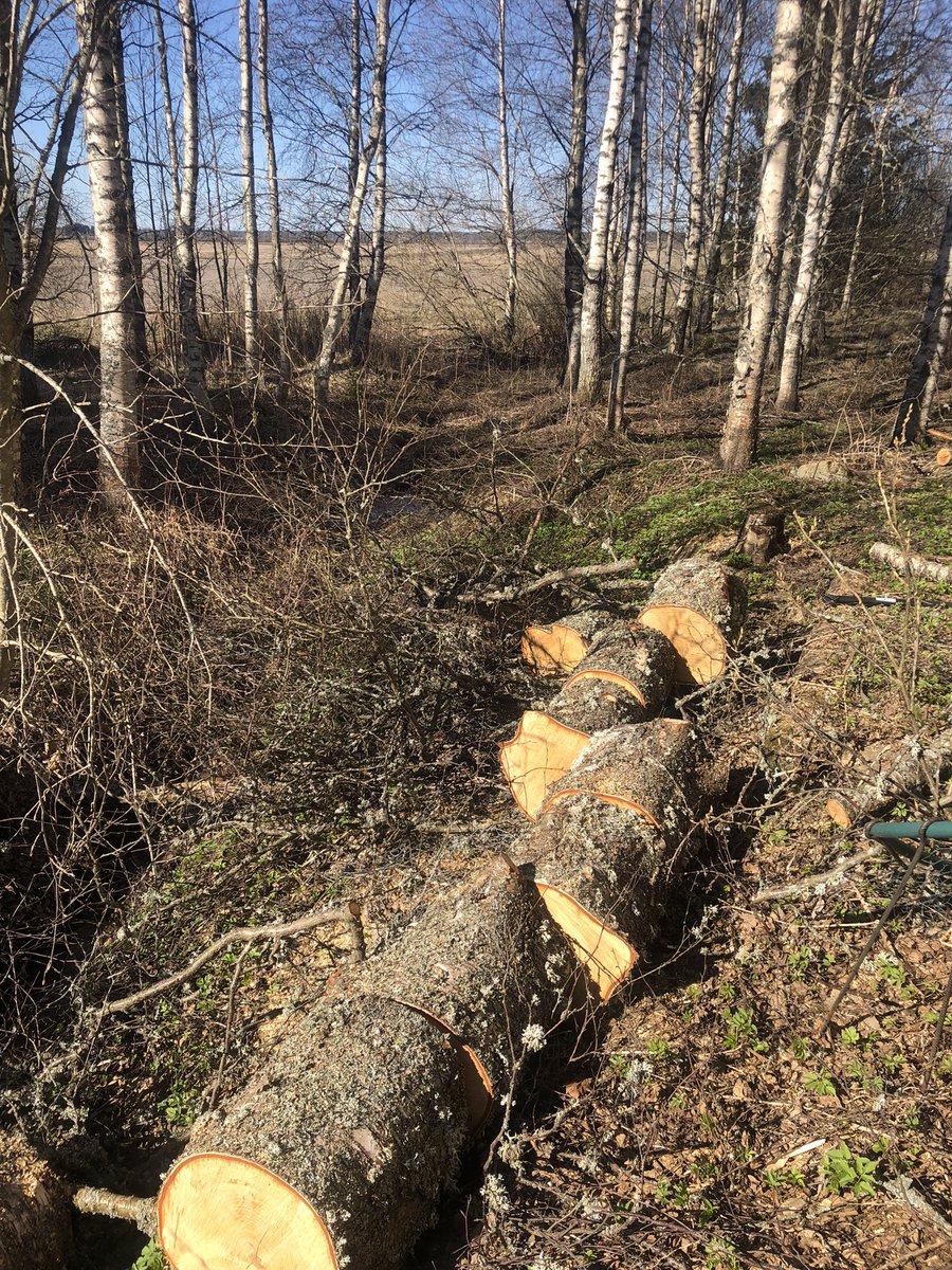 Lauantain huumaa - mutta ensiksi kahvikuppi. Tiltaltti laulaa vierellä.
+9 ja aurinko käristää.
#kauhava