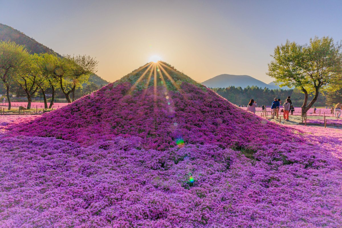 今朝富士です。
今年は花の色の付きが良いそうです。
芝桜富士のダイヤモンド富士も撮影してきましたよ😄
@Toshi_photo_ さん　本日はありがとうございました。

＃富士山　＃東京カメラ部　#富士芝桜まつり