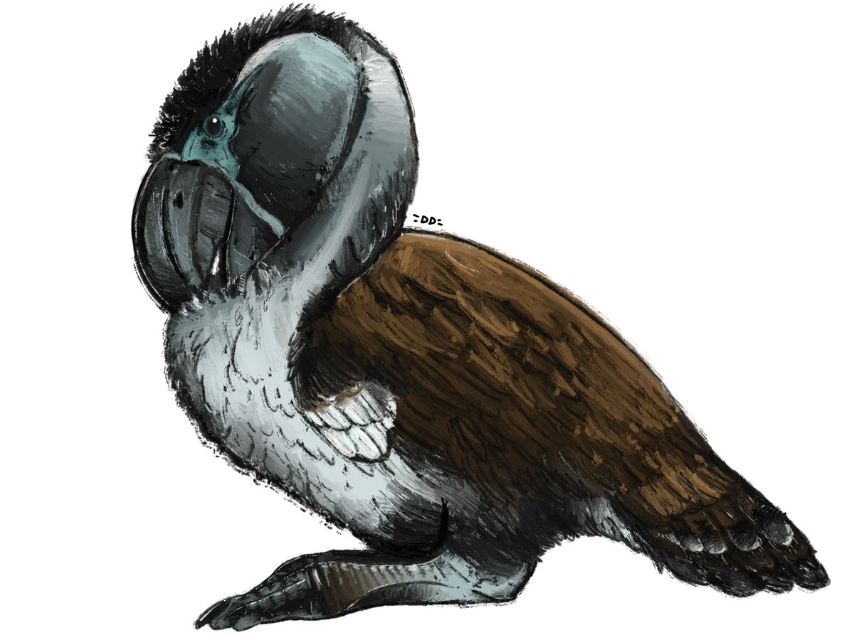 To close out the night, a dapper Gastornis gigantea gent preens himself. 

This species is known from Eocene North America. It is one of several other Gastornis species! 

#paleoart