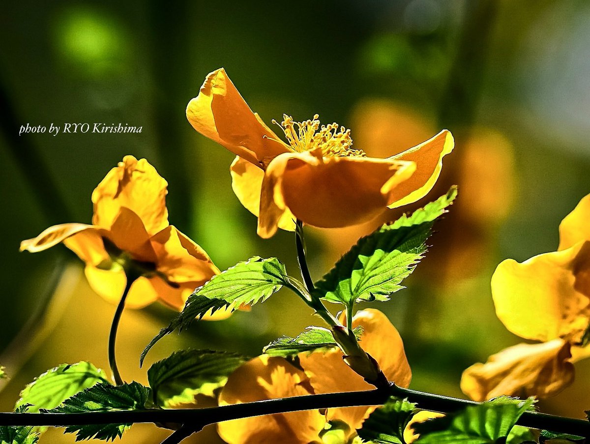 踊る山吹

#北海道大学植物園 #山吹 #花 #カメラ散歩 #photo #flower #nature #写真撮ってる人と繋がりたい #花好きな人と繋がりたい #ファインダー越しの私の世界 #レンズ越しの私の世界 #キリトリセカイ #ダレカニミセタイハナ