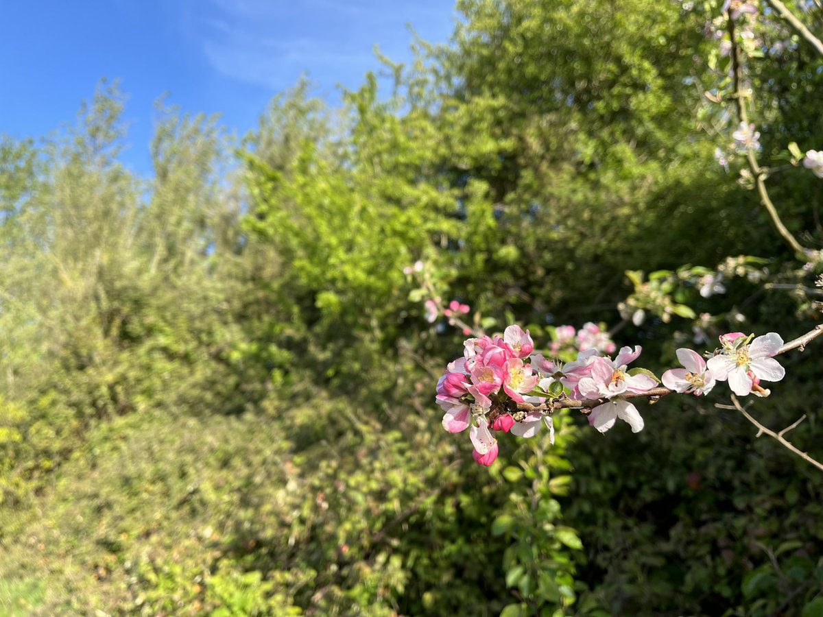 Apple blossom in a hedge. A lapwing and a cuckoo singing. Could anything be more redolent of May?