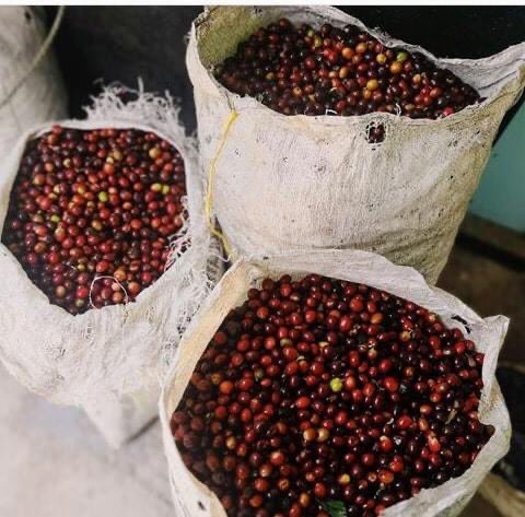 Coffee Origins /Education (wheel 34) P.E.R.U. Around 1887 the first Export of coffee to England and Germany took off though Coffee was brought to Peru in 1700 at a time when viceroyalty of Peru covered a large area than the country does today. Large coffee estates farmers